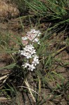 Asclepias cucullata subsp. scabrifolia
