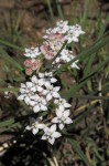 Asclepias cucullata subsp. scabrifolia