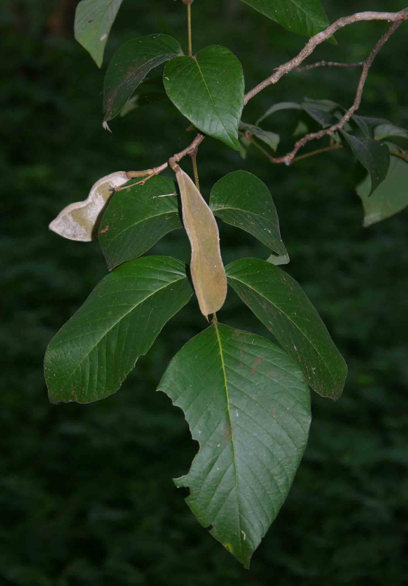 Millettia mossambicensis