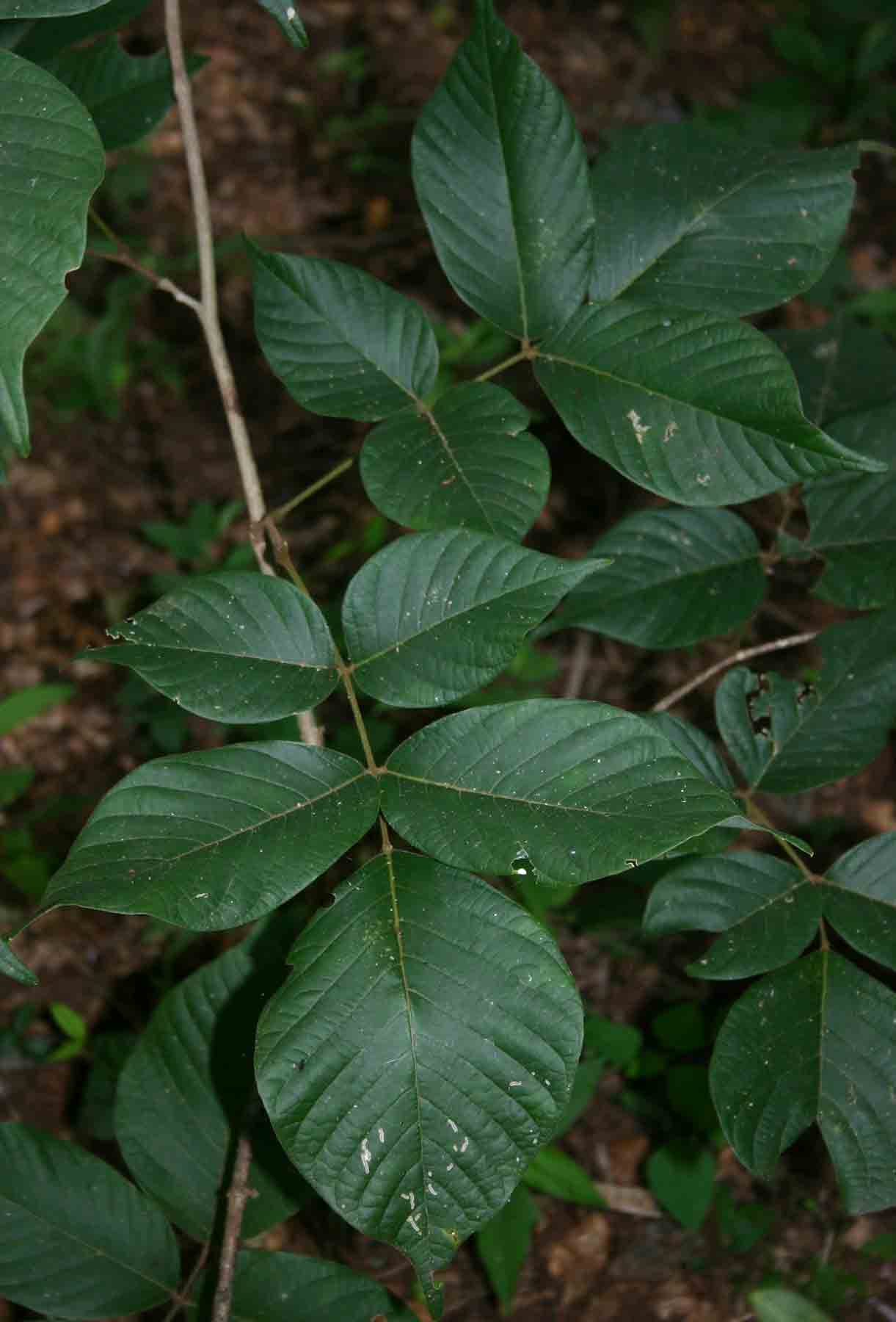 Millettia mossambicensis