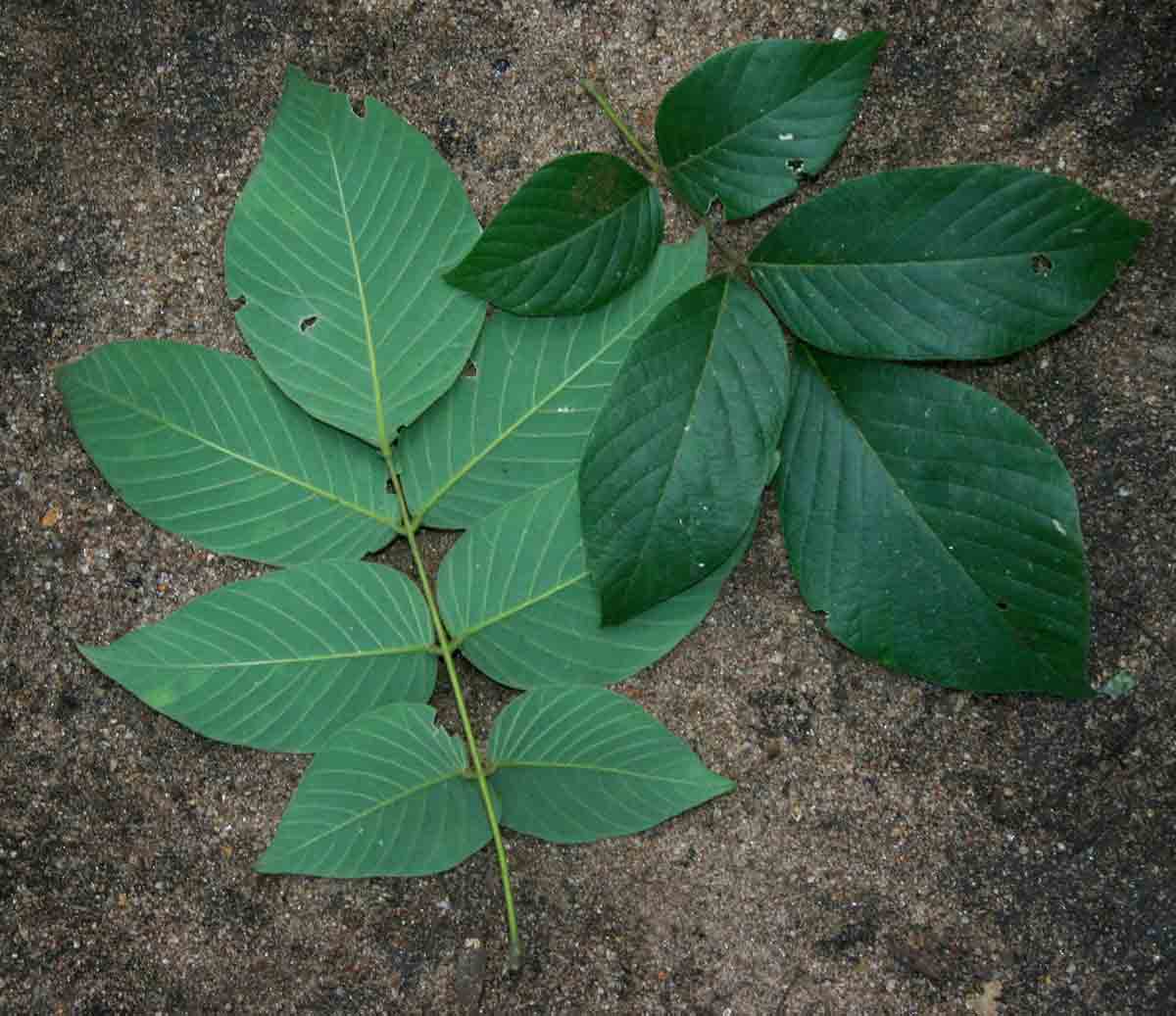 Millettia mossambicensis