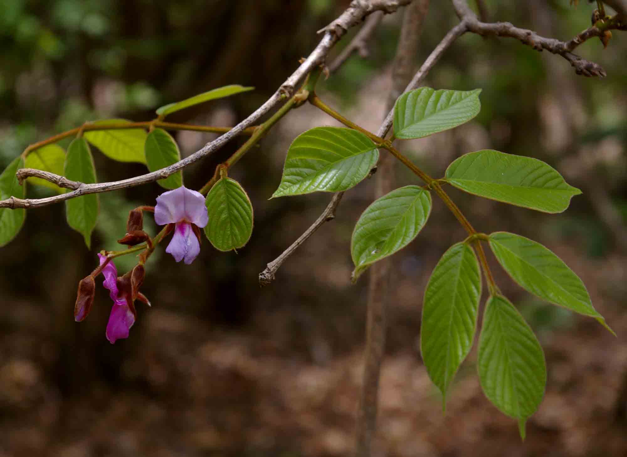 Millettia mossambicensis