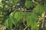 Millettia mossambicensis