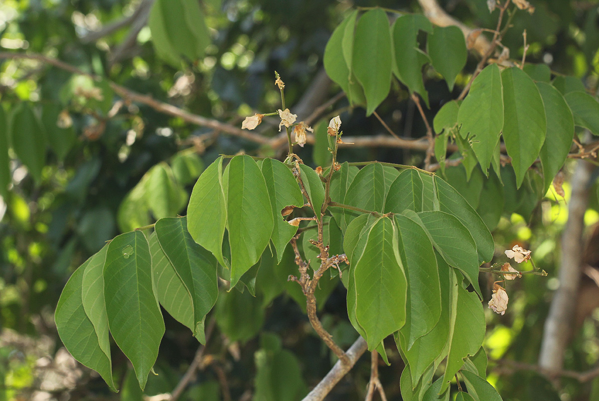 Millettia mossambicensis