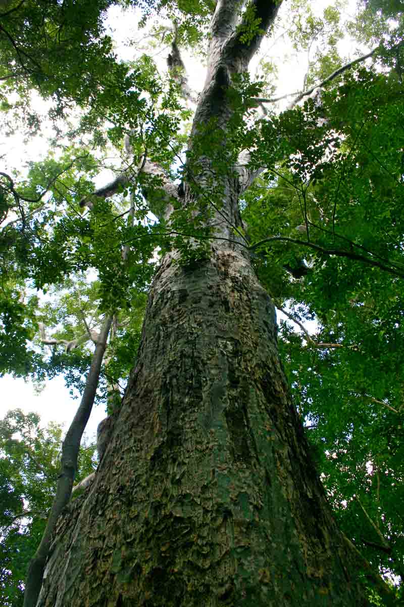 Bombax rhodognaphalon