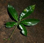 Bombax rhodognaphalon