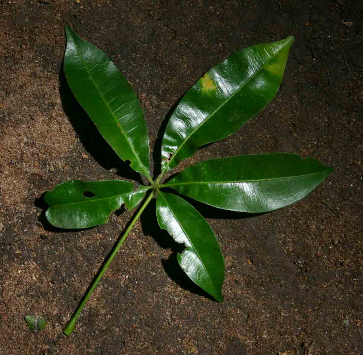 Bombax rhodognaphalon
