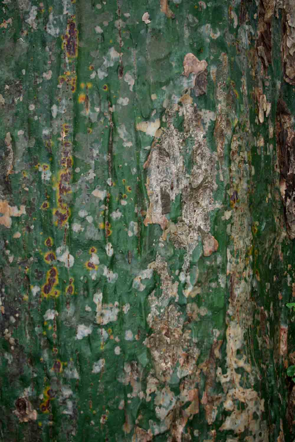 Bombax rhodognaphalon