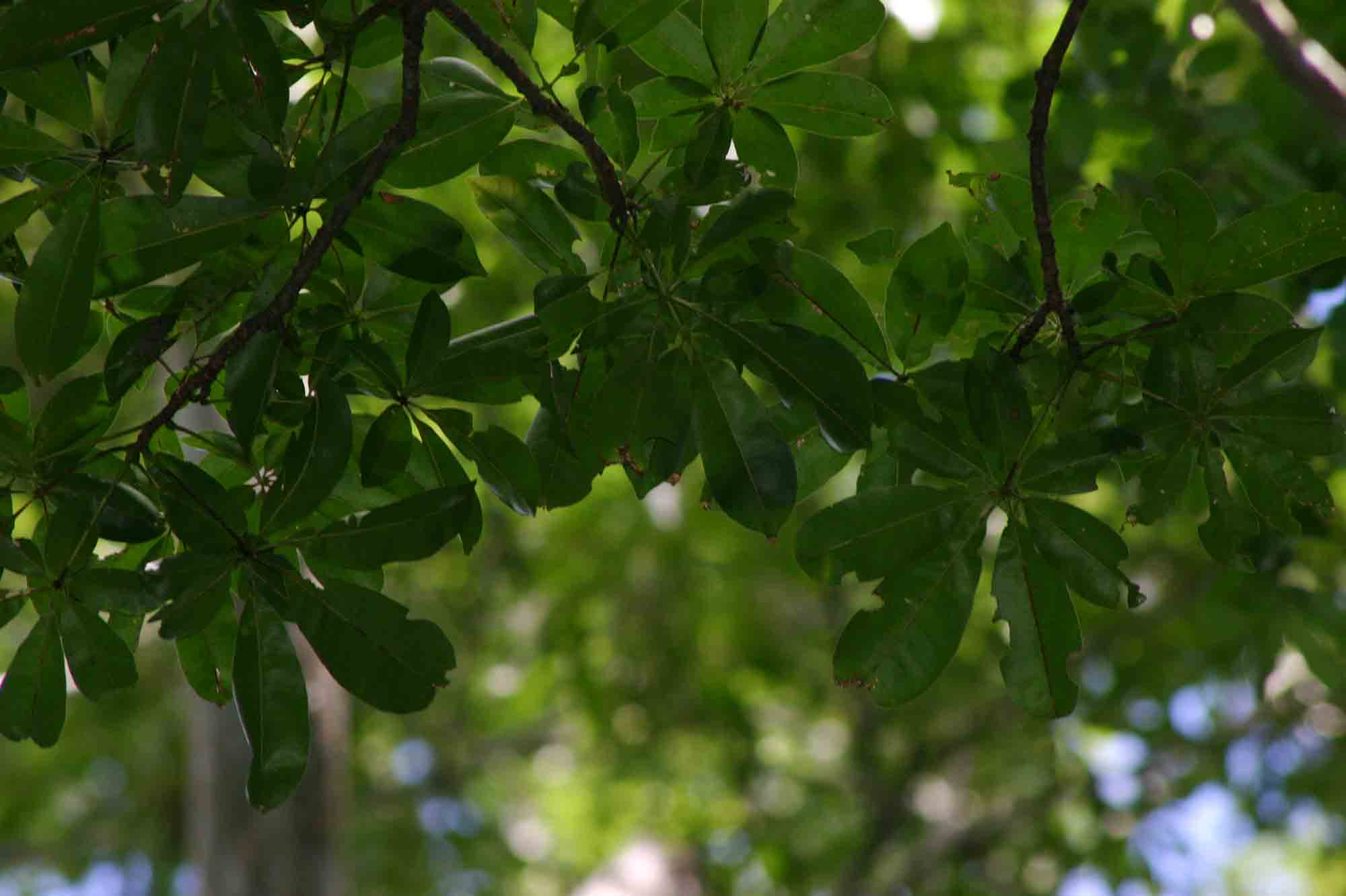Bombax rhodognaphalon
