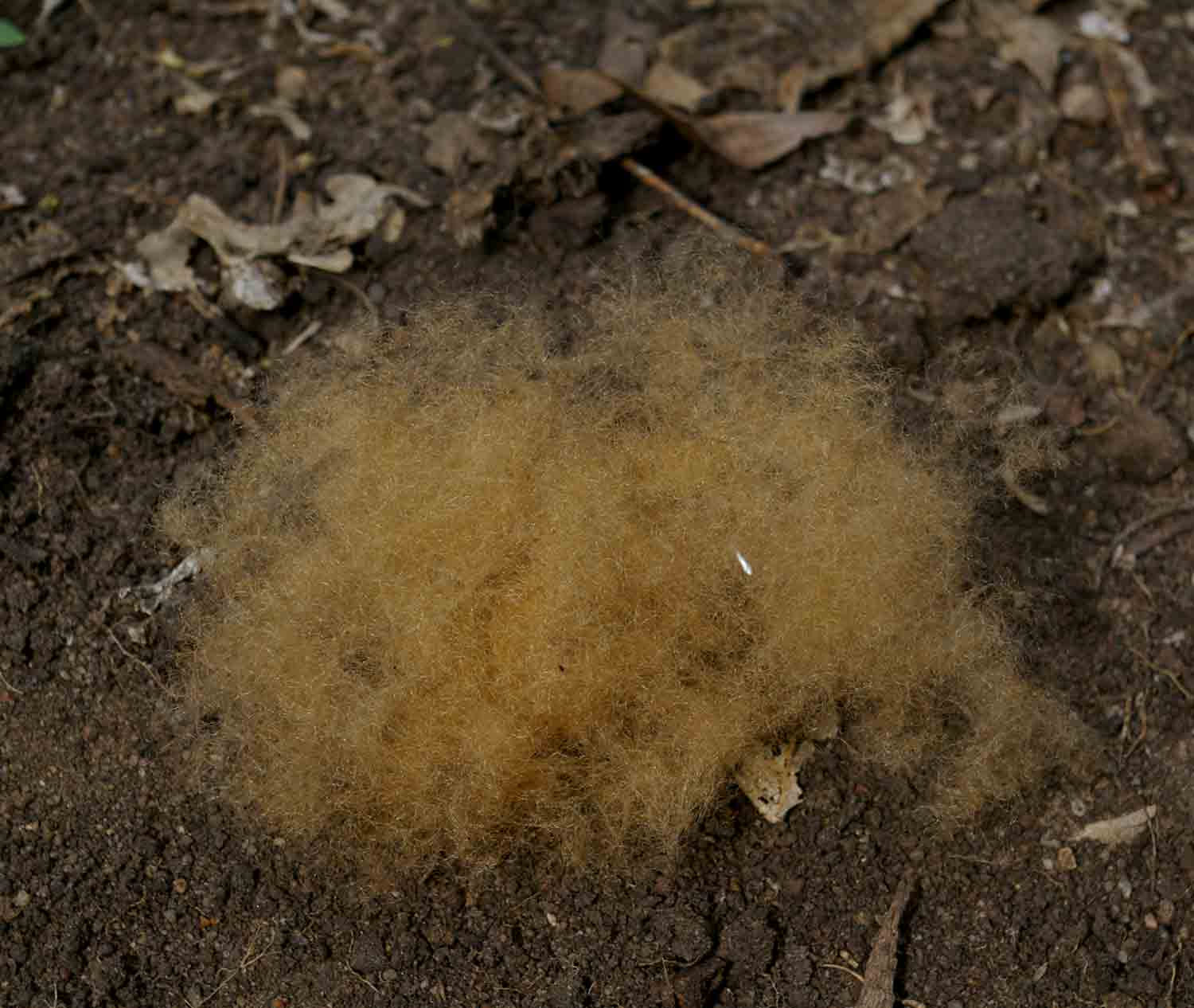 Bombax rhodognaphalon