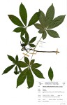 Bombax rhodognaphalon