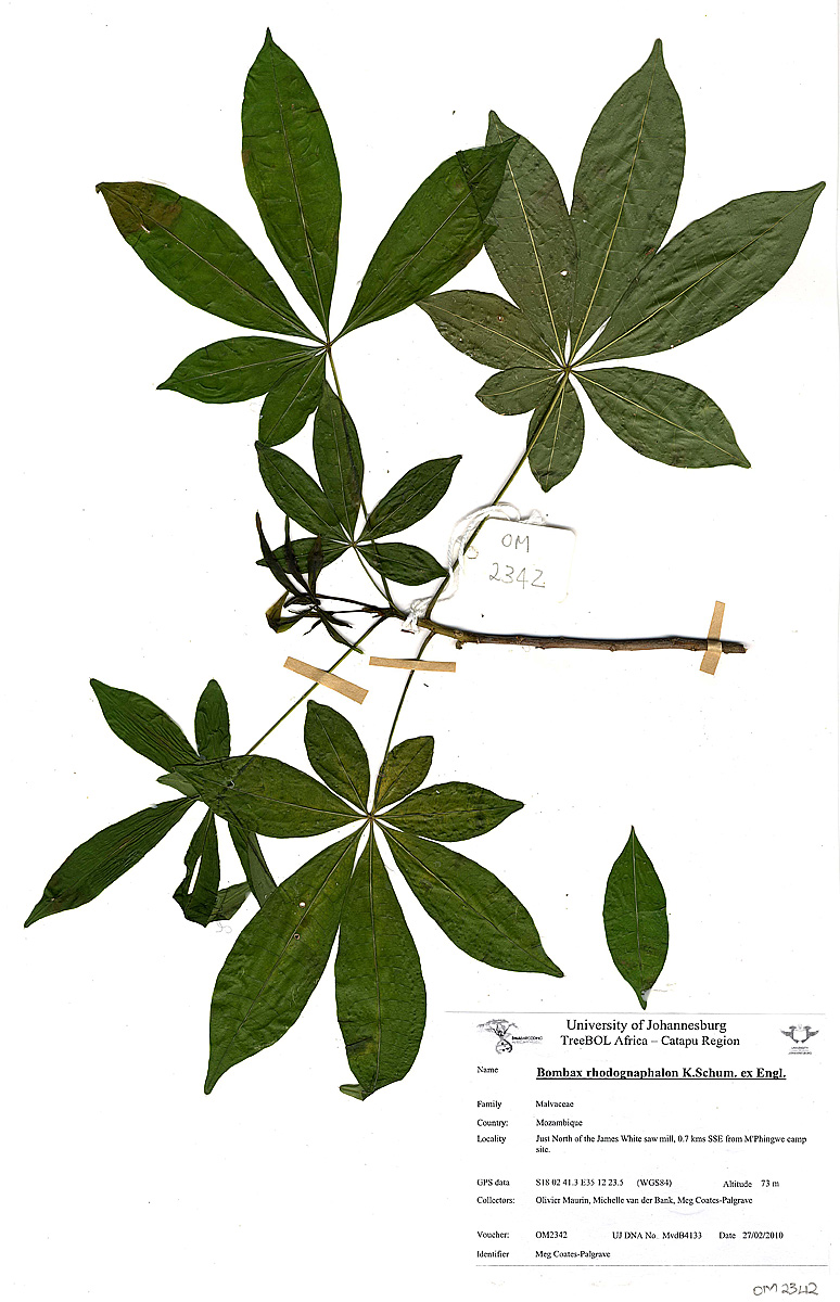 Bombax rhodognaphalon