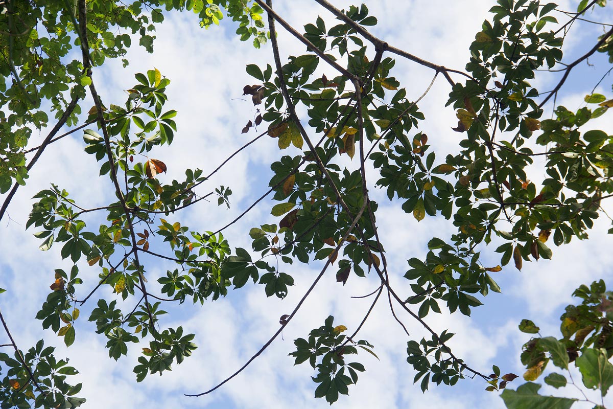 Bombax rhodognaphalon