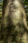 Bombax rhodognaphalon
