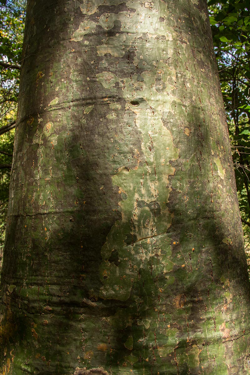 Bombax rhodognaphalon
