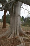 Ceiba pentandra