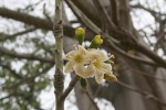 Ceiba pentandra