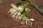 Ceiba pentandra