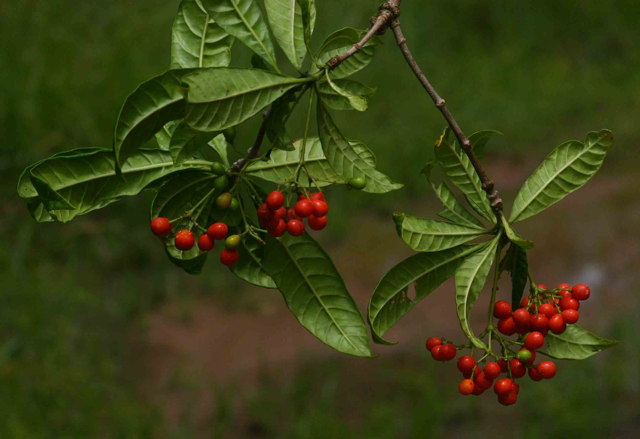 Rauvolfia mombasiana