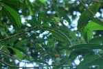 Rauvolfia mombasiana