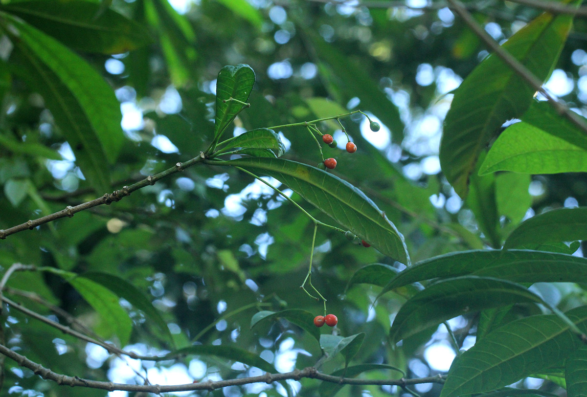 Rauvolfia mombasiana
