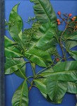 Rauvolfia mombasiana