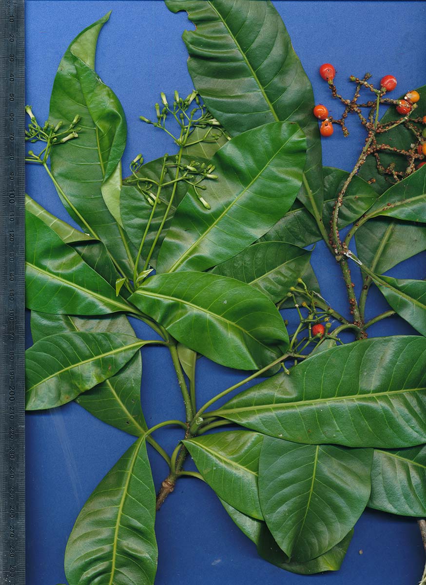 Rauvolfia mombasiana