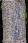 Rauvolfia mombasiana