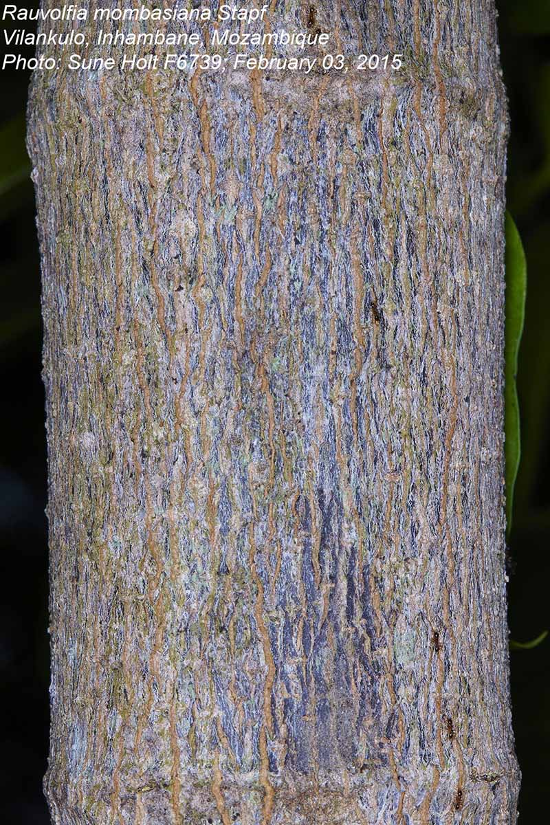 Rauvolfia mombasiana