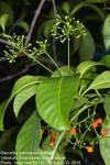 Rauvolfia mombasiana
