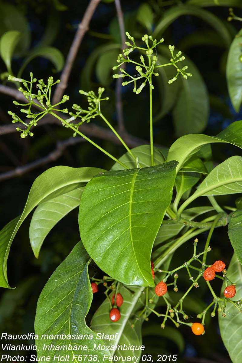 Rauvolfia mombasiana