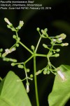 Rauvolfia mombasiana