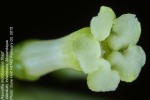 Rauvolfia mombasiana