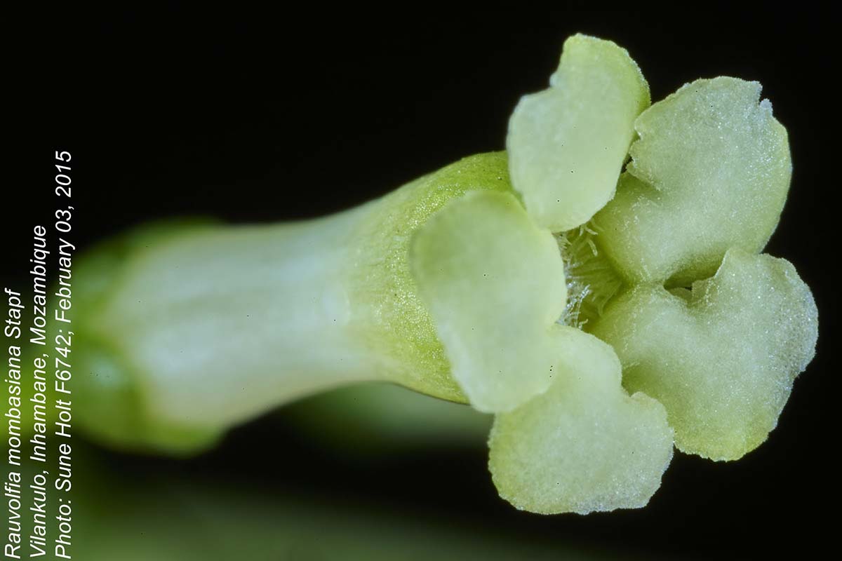 Rauvolfia mombasiana