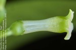 Rauvolfia mombasiana