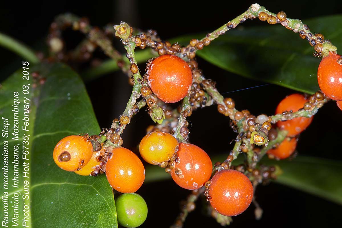 Rauvolfia mombasiana