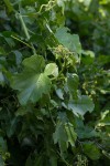 Cissus cucumerifolia
