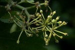 Cissus cucumerifolia