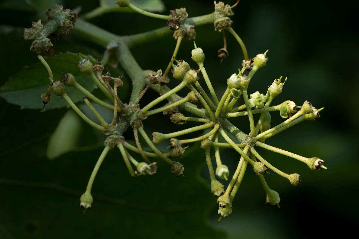 Cissus cucumerifolia