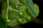 Cissus cucumerifolia