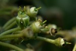 Cissus cucumerifolia
