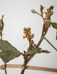 Cyamopsis tetragonoloba