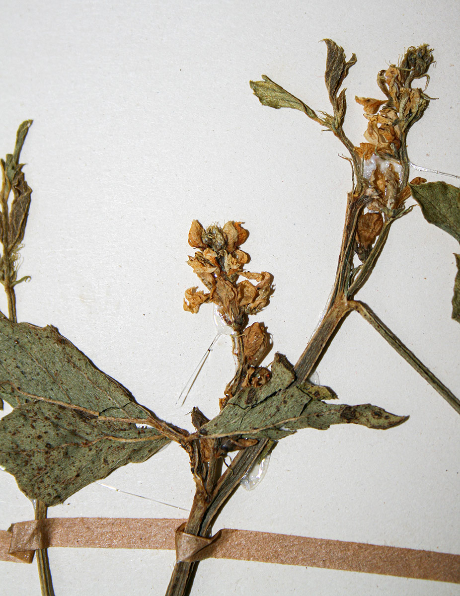 Cyamopsis tetragonoloba