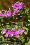 Polygala myrtifolia