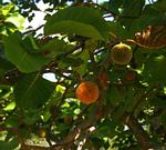 Burttdavya nyasica