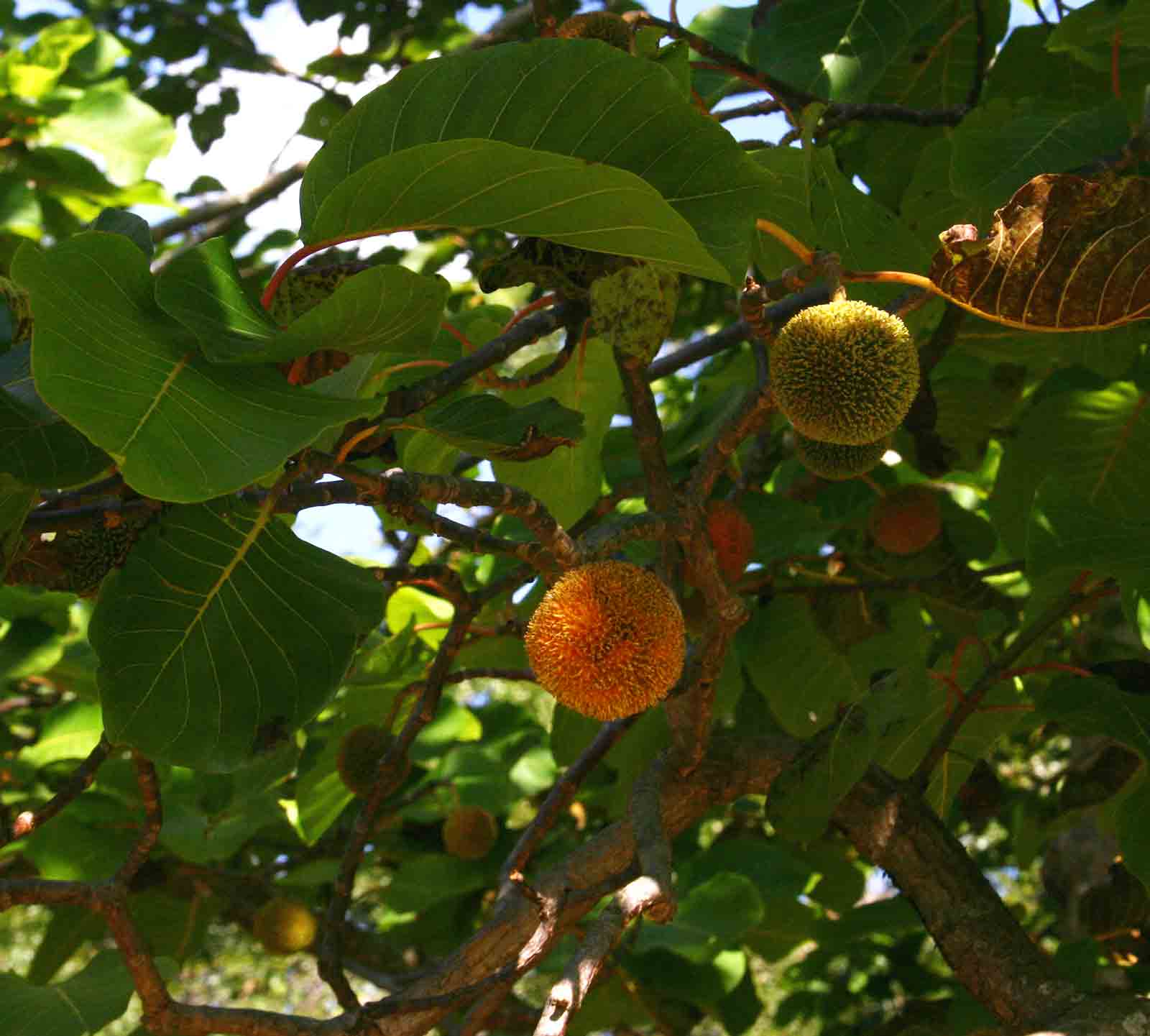 Burttdavya nyasica