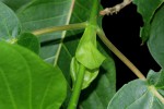Burttdavya nyasica
