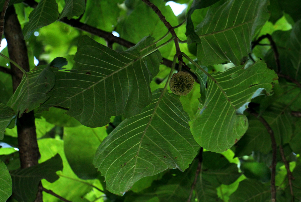 Burttdavya nyasica