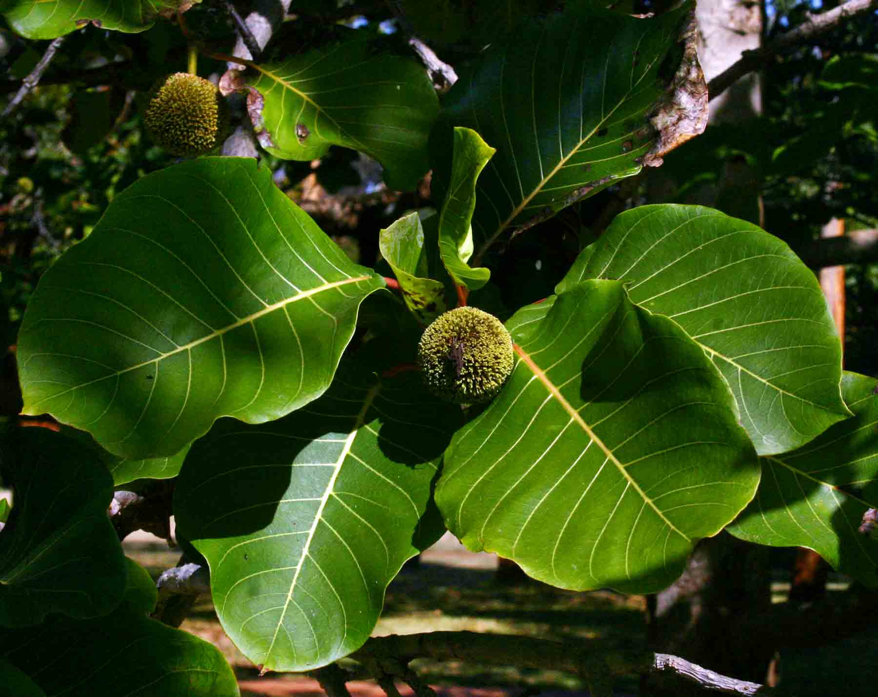 Burttdavya nyasica