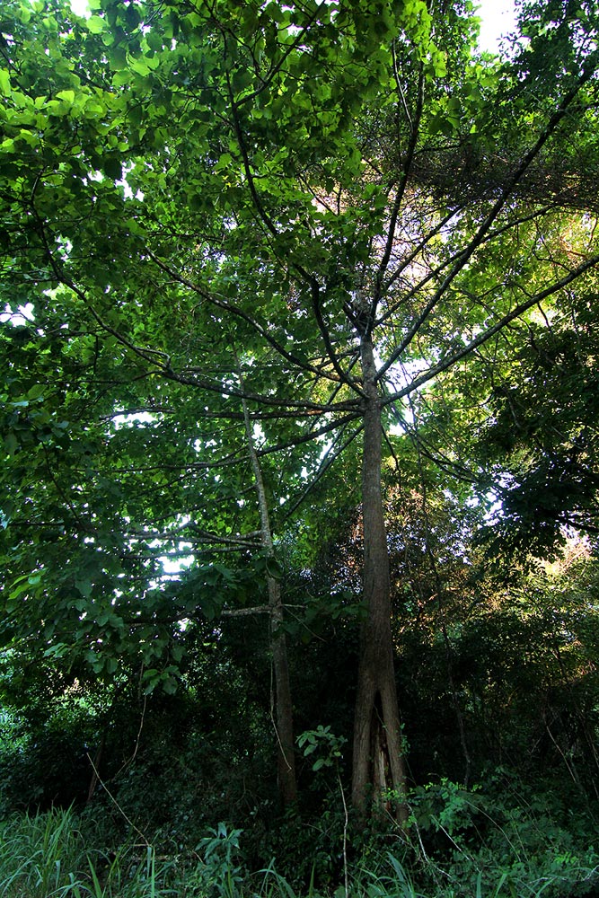 Burttdavya nyasica